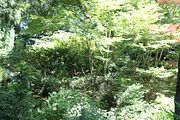 50 - Butchard Gardens  - IMG_1644
